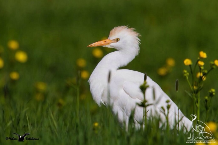 پرنده نگری در ایران - Cattle Egret