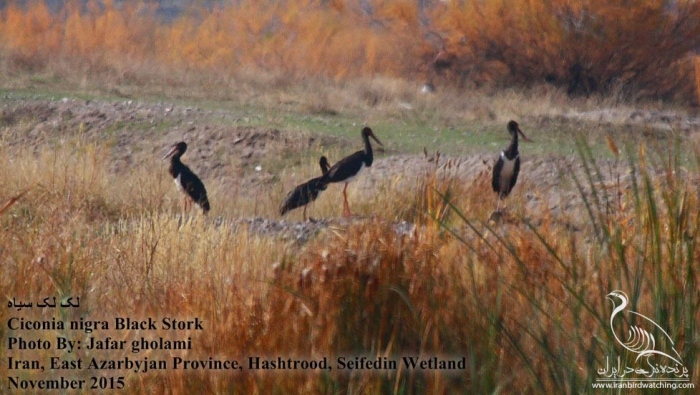 پرنده نگری در ایران - Black Stork