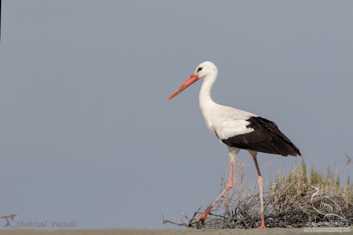 پرنده نگری در ایران - Stork
