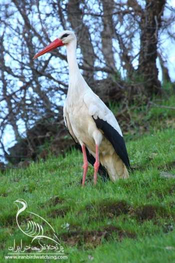 پرنده نگری در ایران - White Stork