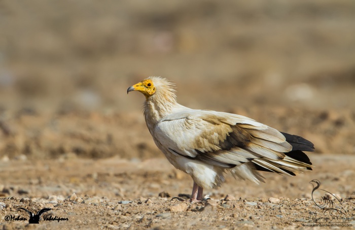 پرنده نگری در ایران - Egyptian Vulture