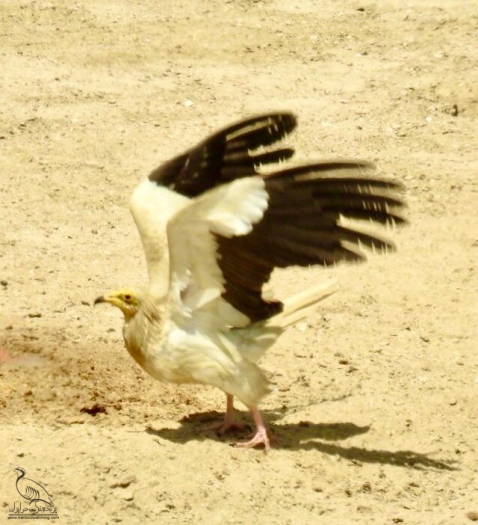 پرنده نگری در ایران - کرکس