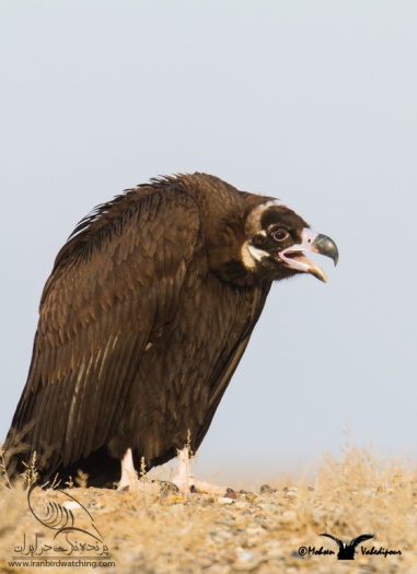 پرنده نگری در ایران - Cinereous Vulture