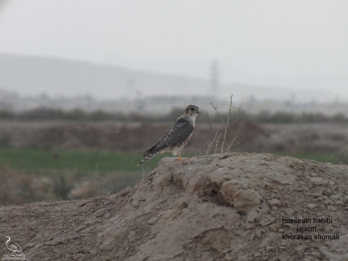 پرنده نگری در ایران - ترمتای