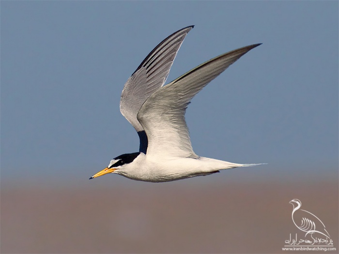 پرنده نگری در ایران - Little tern
