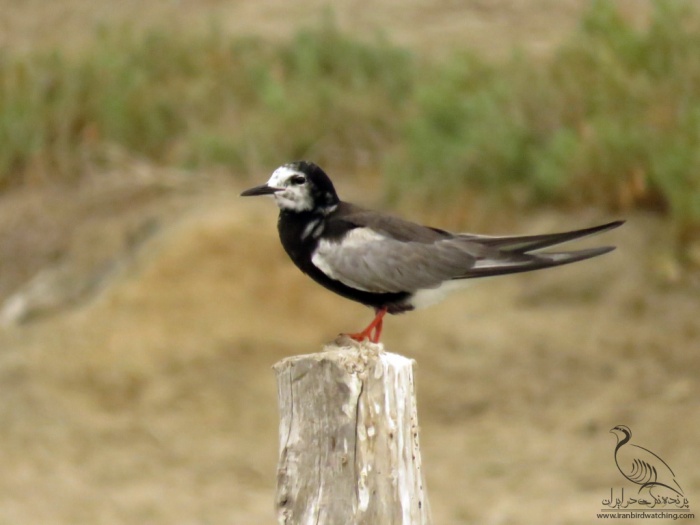پرنده نگری در ایران - White-winged Black Tern