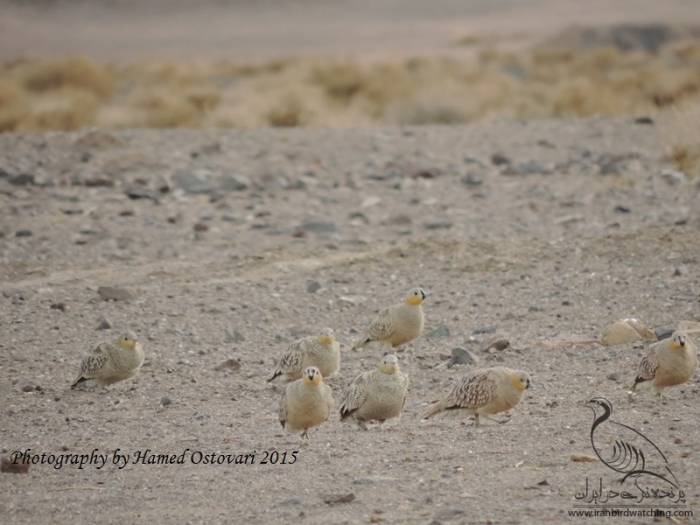 پرنده نگری در ایران - Crowned Sandgrouse
