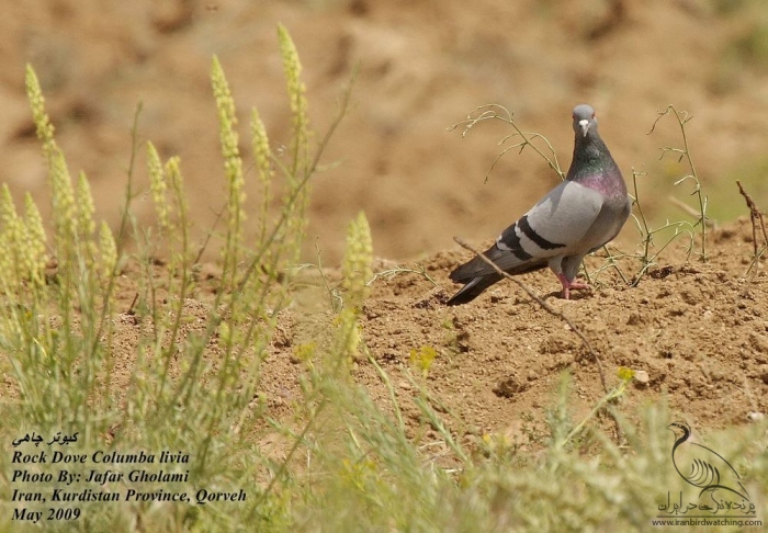 پرنده نگری در ایران - Rock Dove