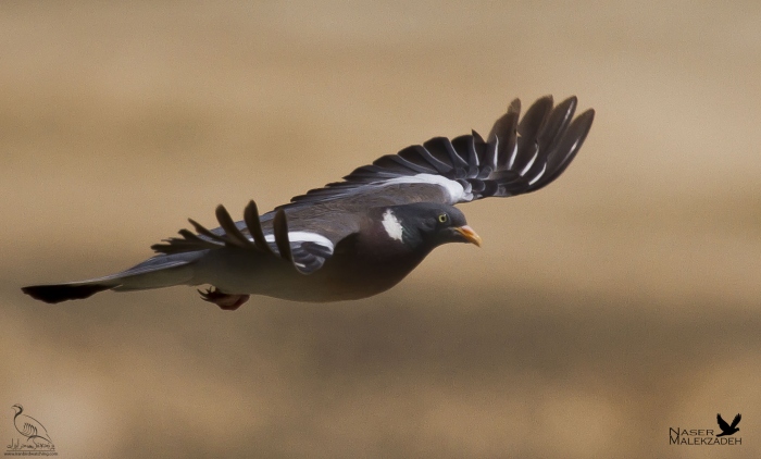 پرنده نگری در ایران - کبوتر جنگلی (فاخته)