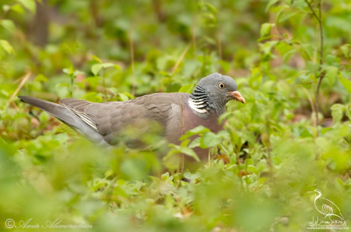 پرنده نگری در ایران - Common Woodpigeon
