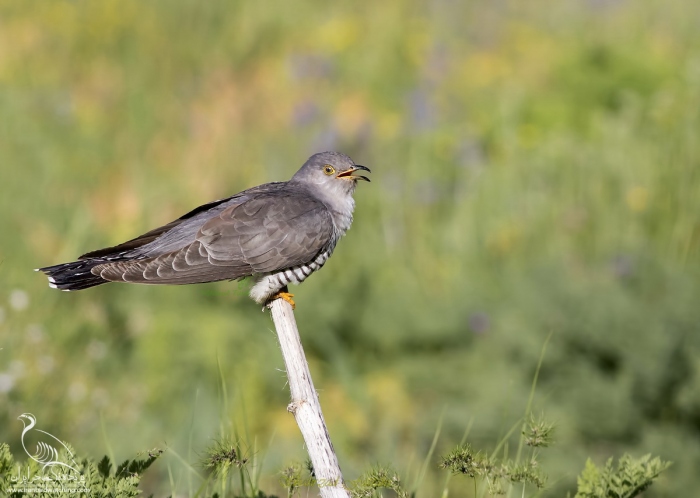 پرنده نگری در ایران - Common  Cuckoo