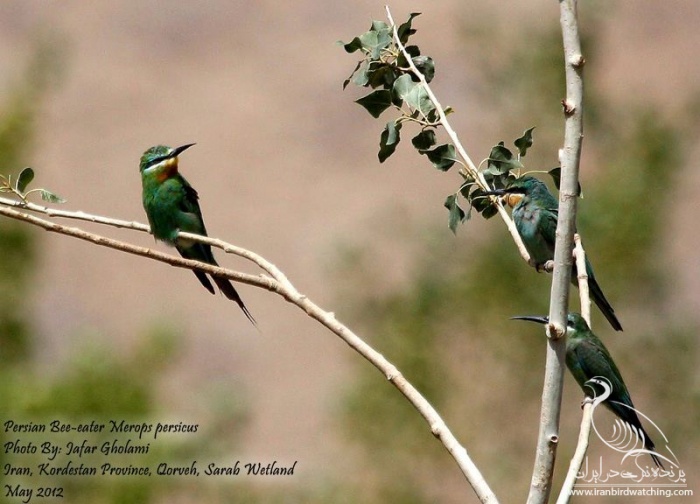 پرنده نگری در ایران - Persian Bee-eater