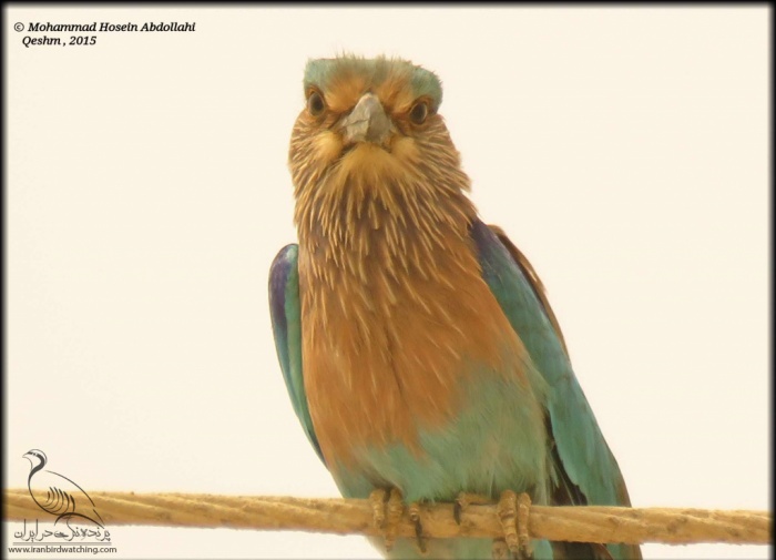 پرنده نگری در ایران - سبزه قبای هندی