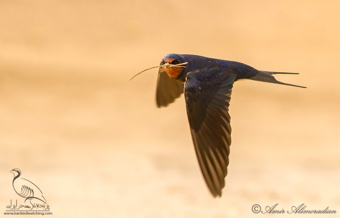 پرنده نگری در ایران - Barn Swallow