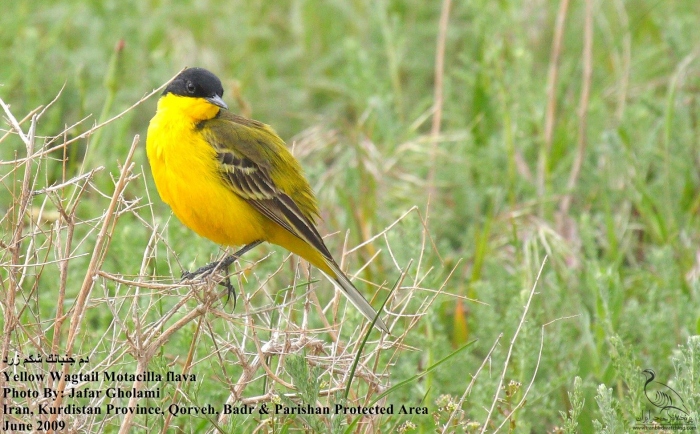 پرنده نگری در ایران - Yellow Wagtail