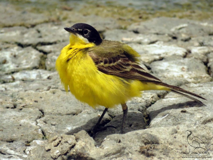 پرنده نگری در ایران - Yellow Wagtail