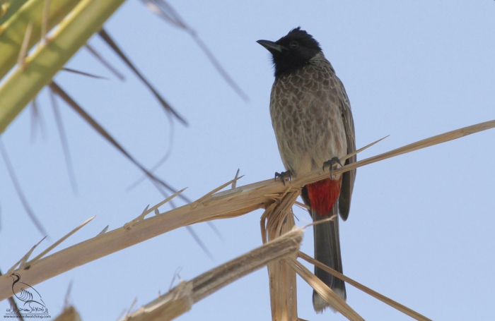 پرنده نگری در ایران - Red-vented bulbul