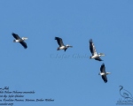 پرنده نگری در ایران - White Pelican