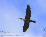 پرنده نگری در ایران - Great Cormorant