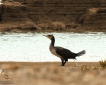 پرنده نگری در ایران - باکلان بزرگ