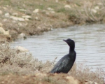 پرنده نگری در ایران - باکلان کوچک