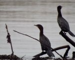 پرنده نگری در ایران - باکلان کوچک Pygmy Cormorant