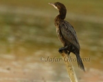 پرنده نگری در ایران - Pygmy Cormorant