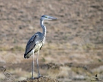 پرنده نگري - حواصیل خاکستری - Grey Heron - Ardea cinerea