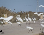 پرنده نگری در ایران - حواصیل بزرگ و حواصیل کوچک