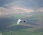پرنده نگری در ایران - اگرت بزرگ
