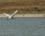 پرنده نگری در ایران - Western Great Egret