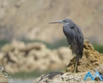 پرنده نگري - اگرت ساحلی - western reef heron - Egretta gularis