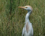 پرنده نگری در ایران - Cattle Egret