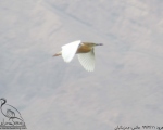 پرنده نگری در ایران - حواصیل زرد