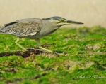 پرنده نگري - حواصیل سبز - Green-backed Heron - Butorides striatus
