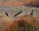 پرنده نگری در ایران - Black Stork