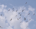 پرنده نگری در ایران - لک لک سفید