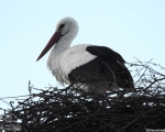 پرنده نگري - لک لک سفید - European White Stork - Ciconia ciconia