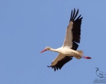 پرنده نگری در ایران - White Stork