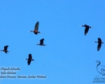 پرنده نگری در ایران - Glossy Ibis