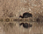پرنده نگری در ایران - اکراس سیاه