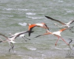 پرنده نگری در ایران - Greater Flamingo