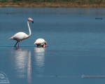 پرنده نگري - فلامینگو - Greater Flamingo - Phoenicopterus ruber