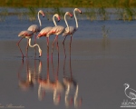 پرنده نگري - فلامینگو - Greater Flamingo - Phoenicopterus ruber