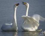 پرنده نگري - قوی فریاد کش - Whooper Swan - Cygnus cygnus