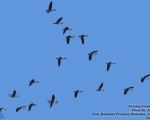 پرنده نگری در ایران - Greylag Goose