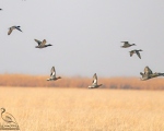 پرنده نگری در ایران - گیلار
