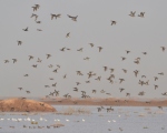 پرنده نگری در ایران - خوتکا