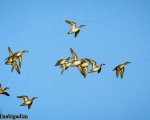 پرنده نگری در ایران - خوتکا