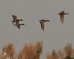 پرنده نگری در ایران - اردک سرسبز